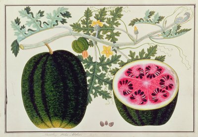 Mindikay or Water Melon, from Drawings of Plants from Malacca, c.1805-18 by Chinese School